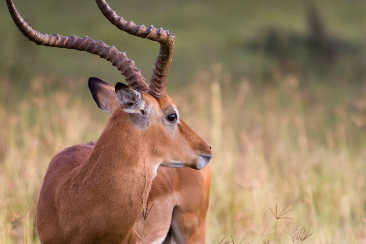 Ostafrika, Tansania, Kenia, Safari, Tierfoto, Antilope