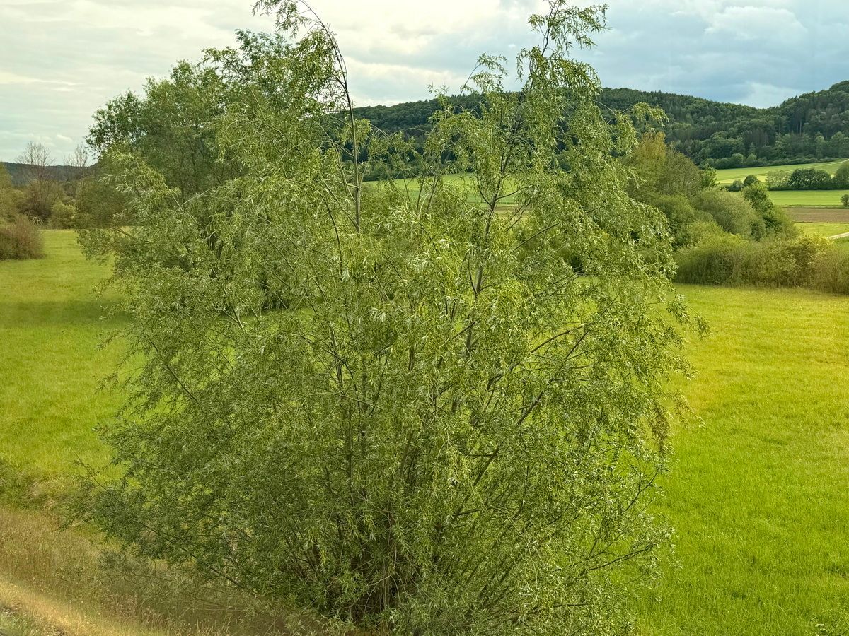 Silberweide, Quantenmechanik, Wirklichkeit, Zeit