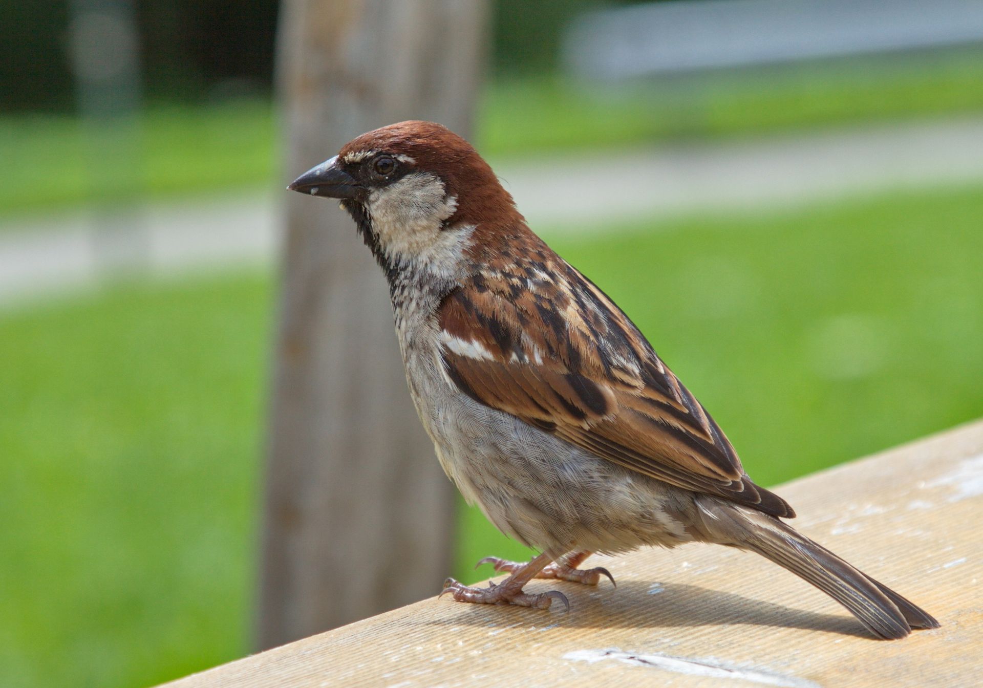 Spatz, Sperling