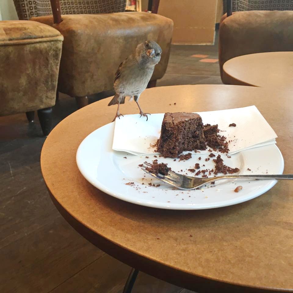Spatz, Sperling, Vogel