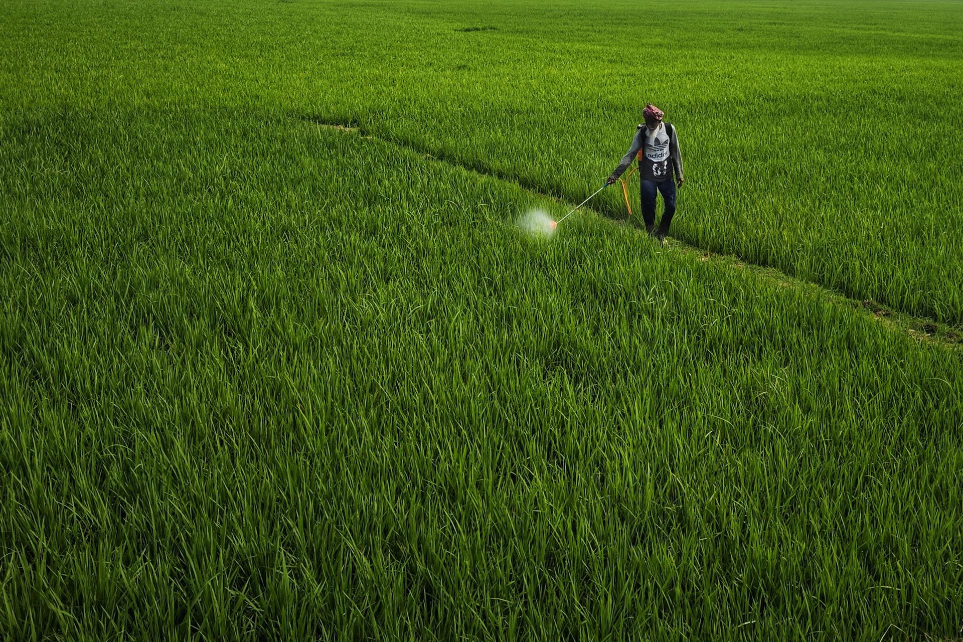 Person spraying pesticide in a green field.