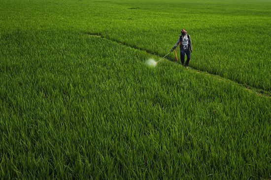 Person spraying pesticide in a green field.