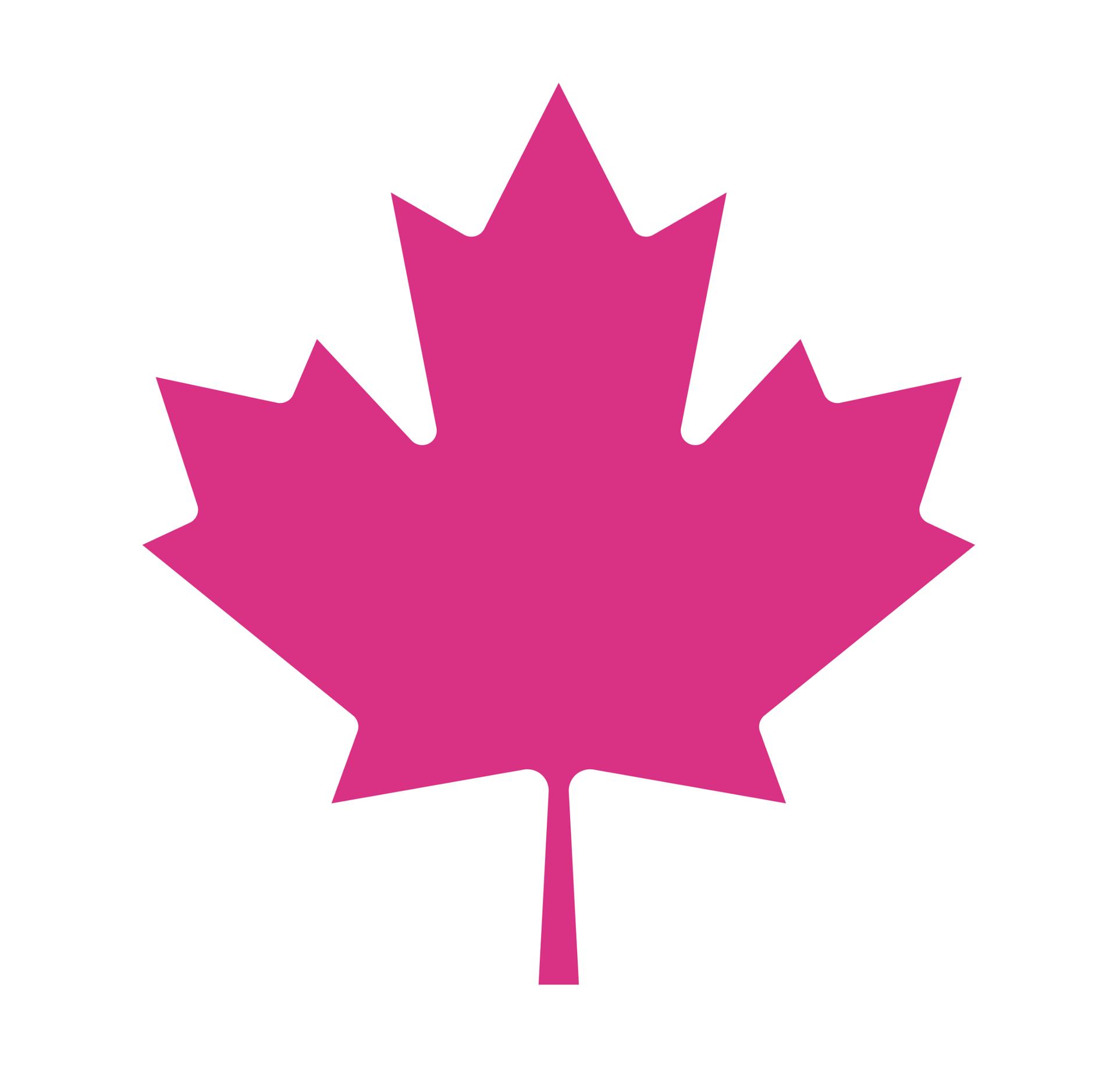 A pink maple leaf with a stem on a white background.