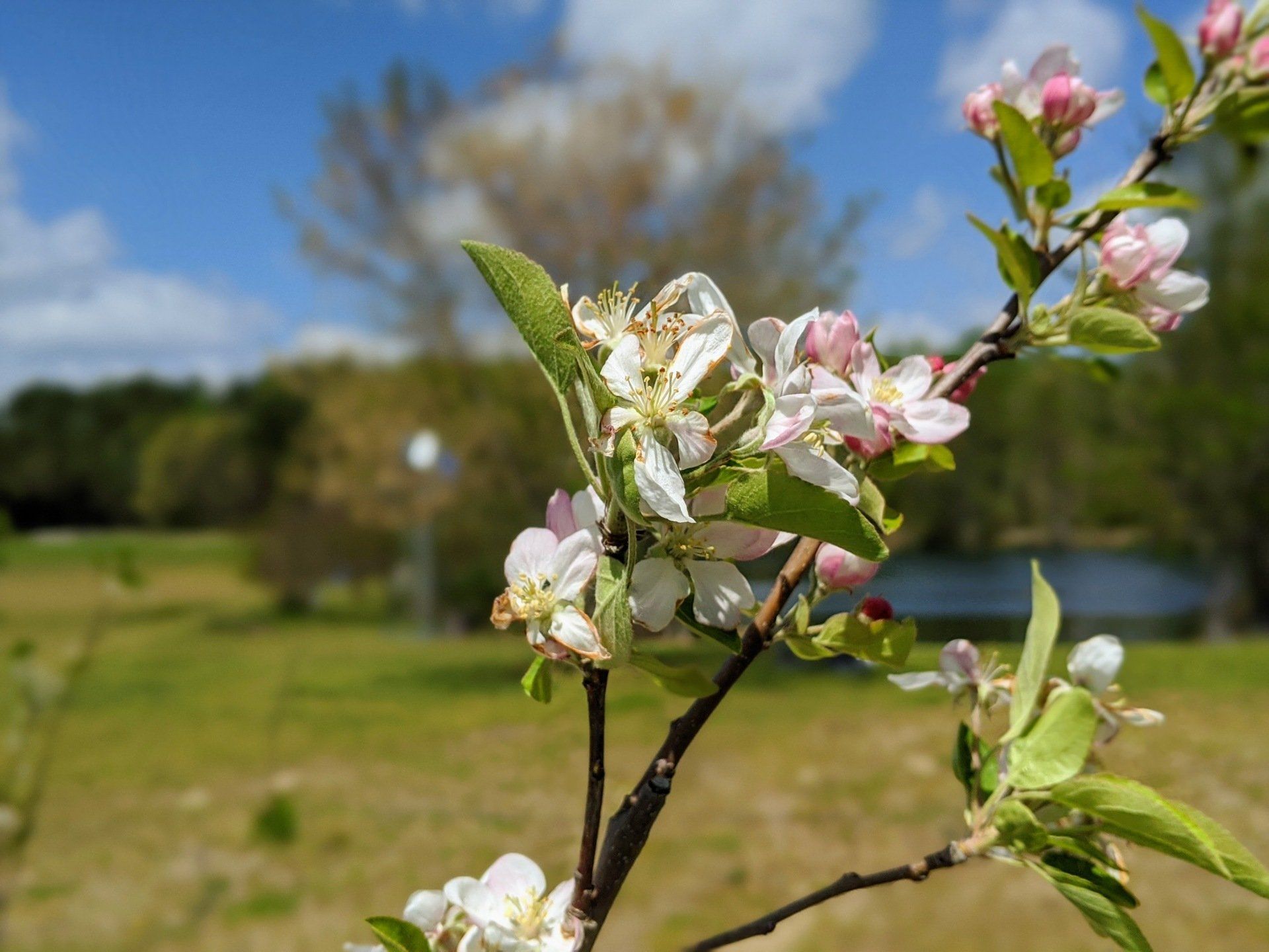 photo of a cherry blossom