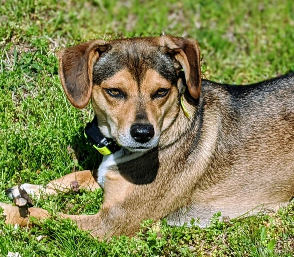 photo of a small beagle dog lying in the grass