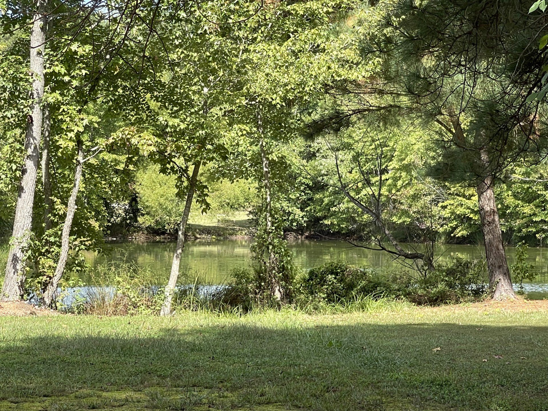 picture of sparkly pond shore lined by trees

