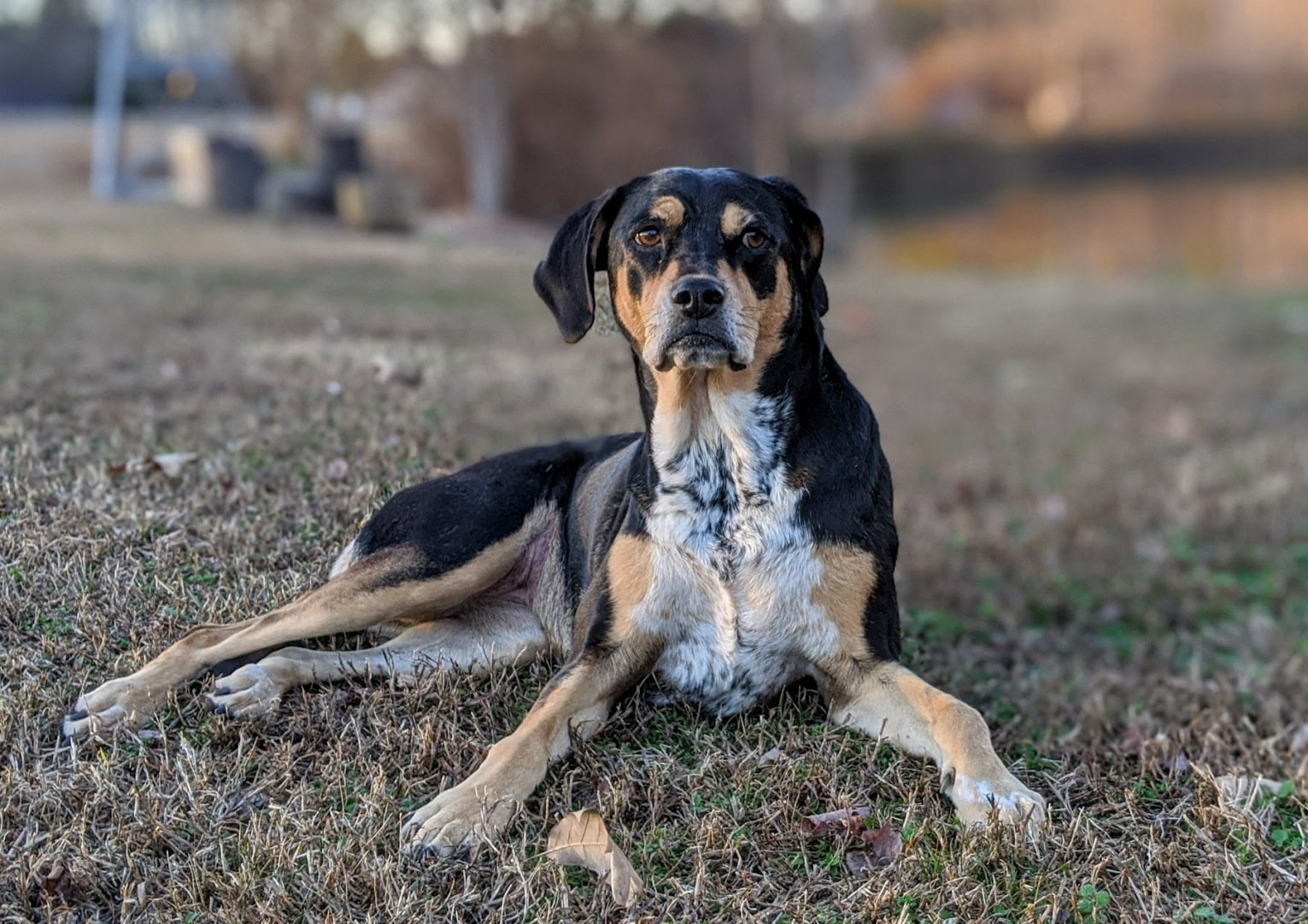 photo of a hound dog lying on the shore of a pond
