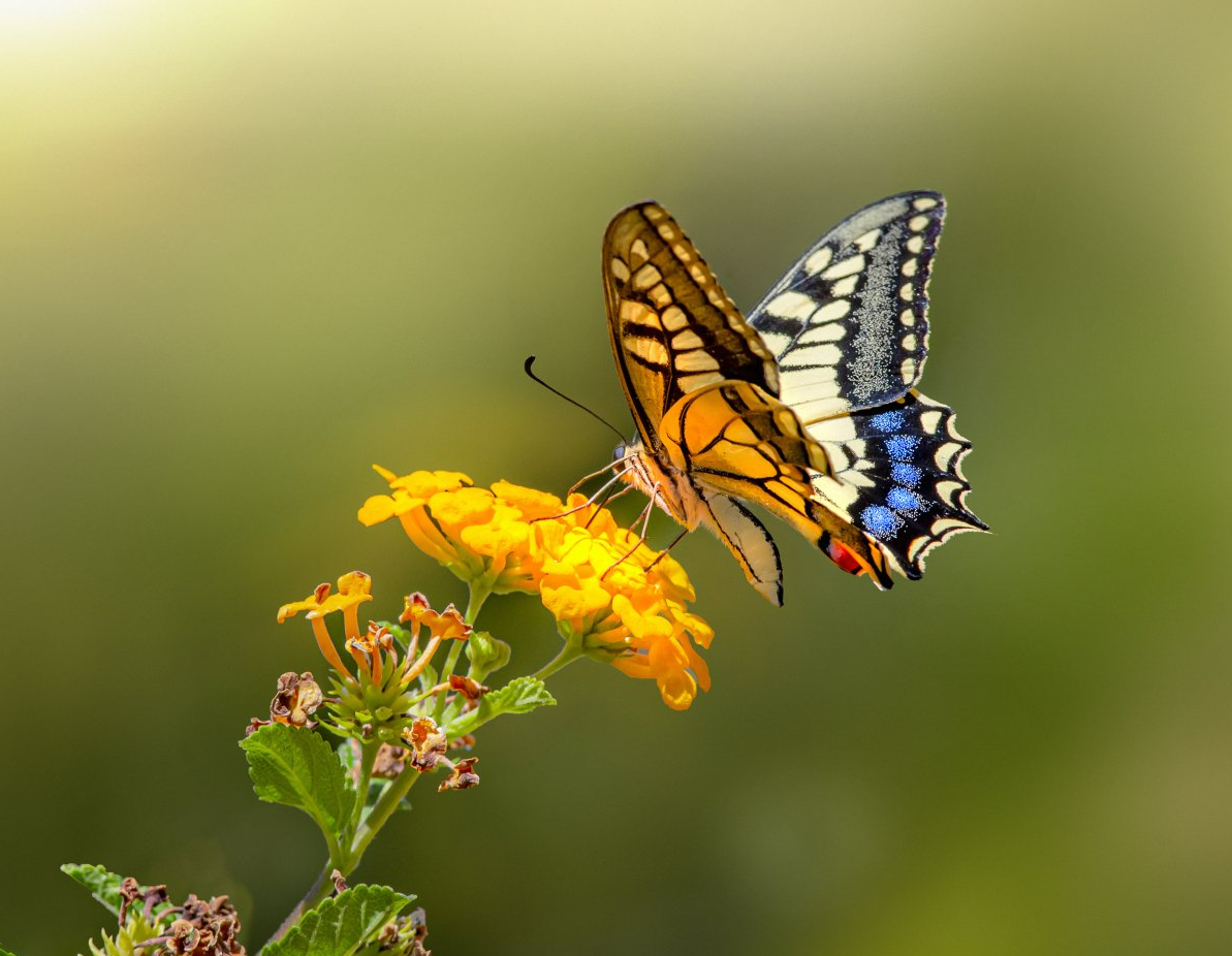 photo of a swallowtail butterfly on a milkweed flower
