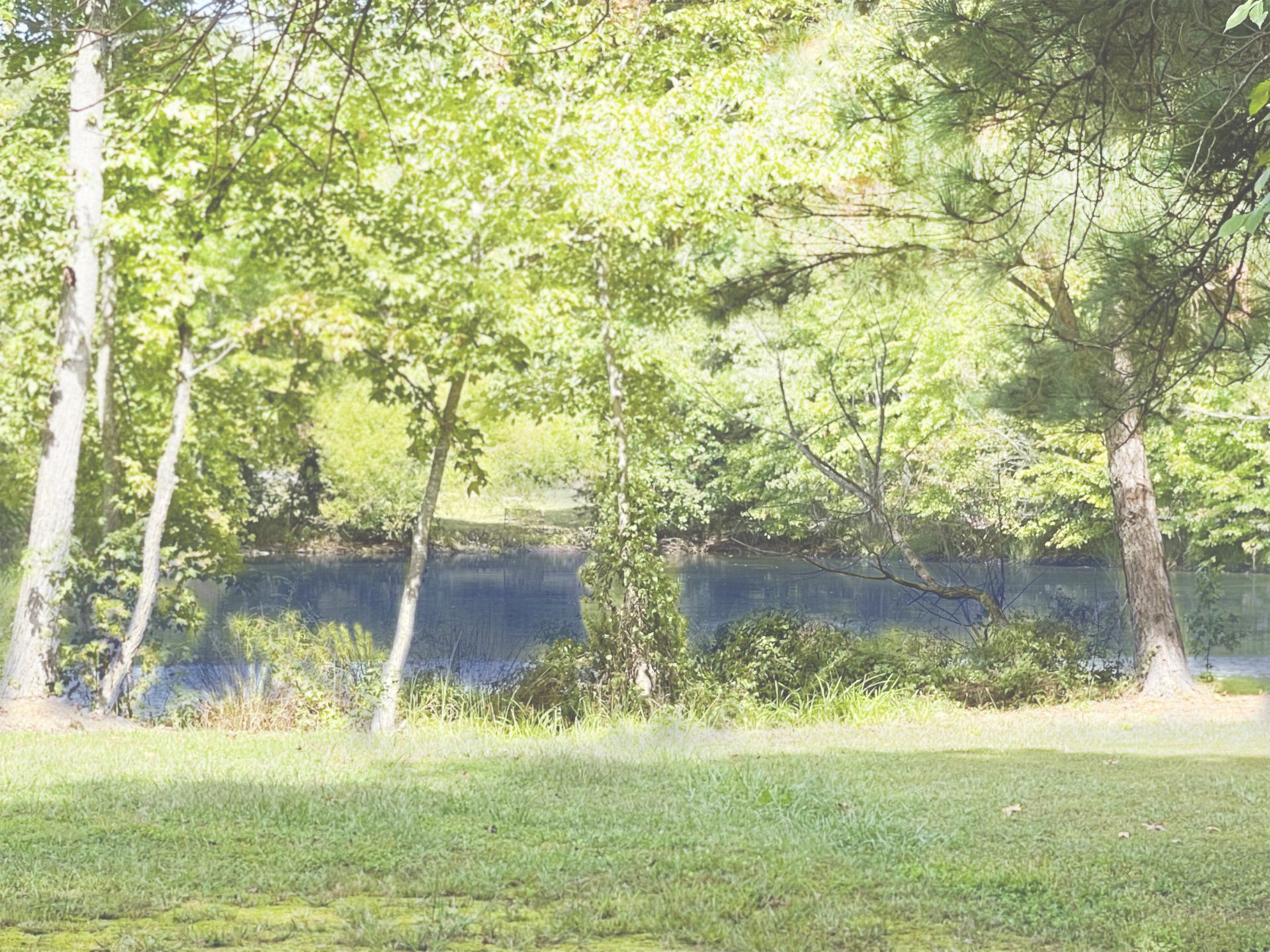 photo of sparkly pond with trees along the shore
