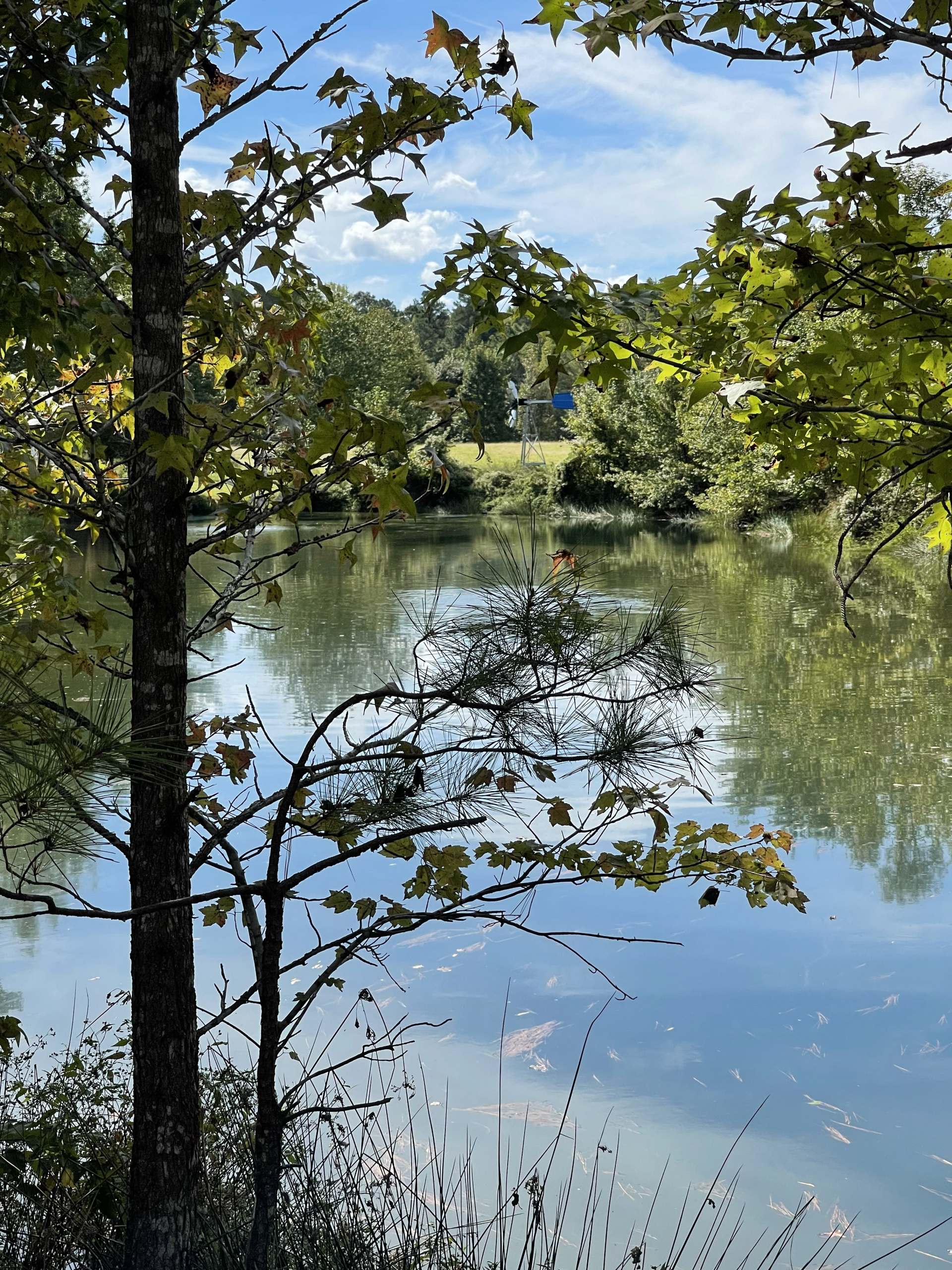 picture of sparkly pond through the trees with the windmill in the background