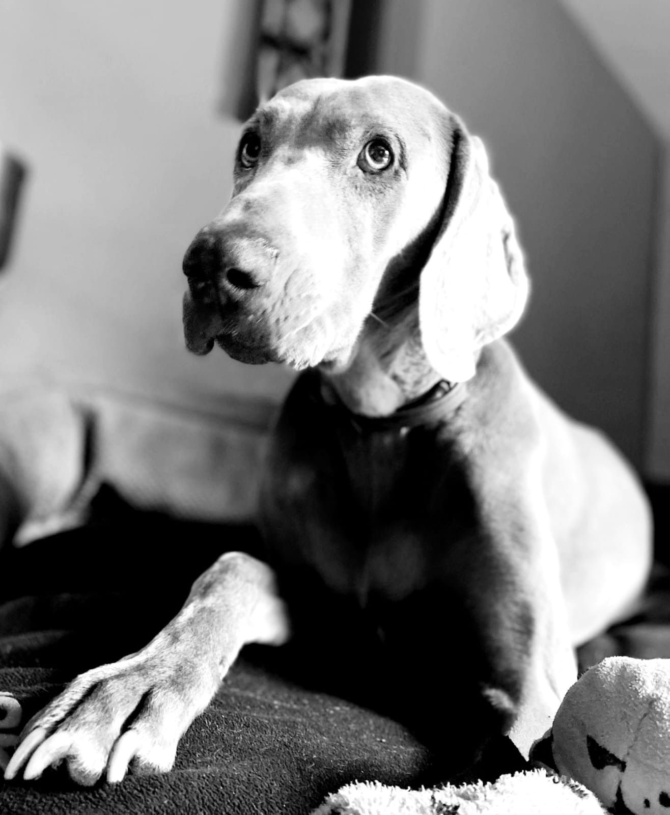 Jessie