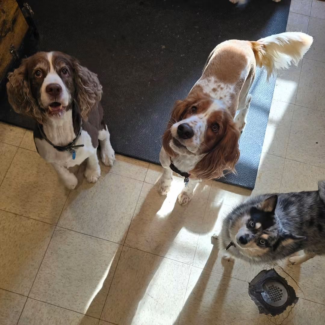 Three dogs sitting indoors, looking up on a sunlit tiled floor.