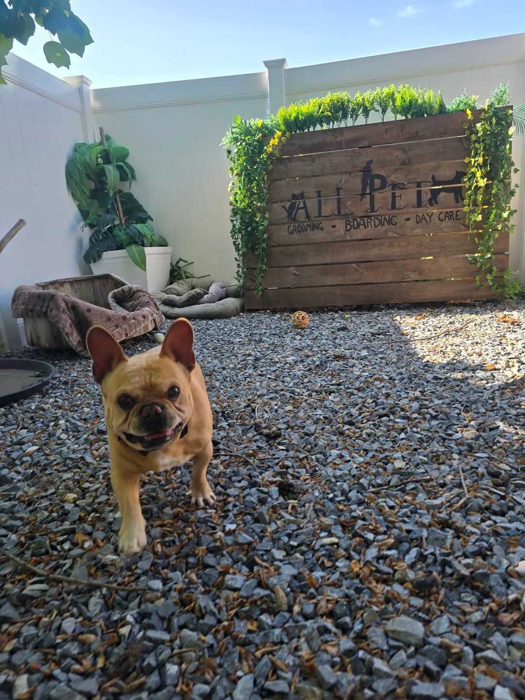 Small tan dog standing on gravel in a sunny patio with a wooden planter and lush greenery.