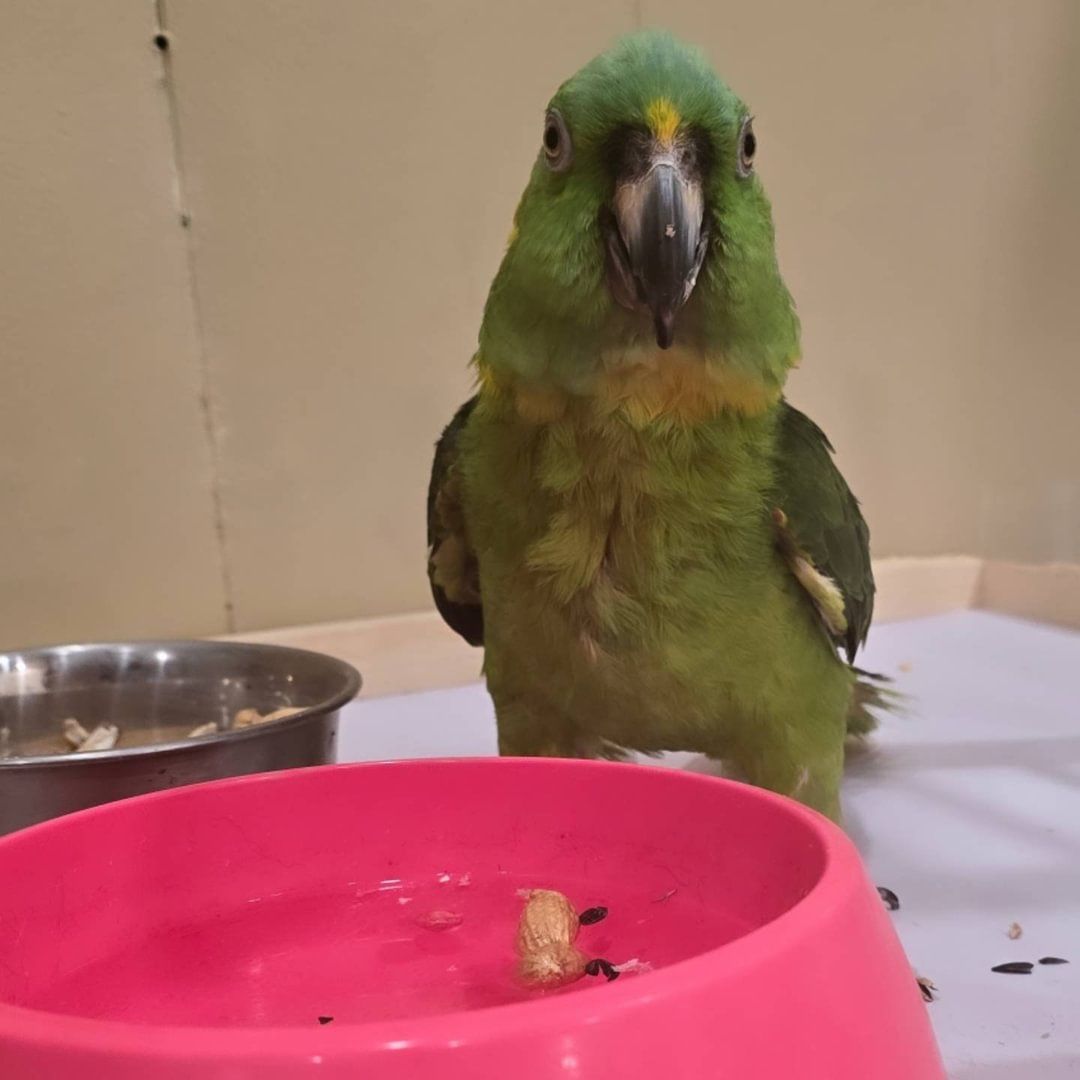 A green parrot standing next to a pink bowl of food — Groomery and Pet Spa in Miller Place, New York A green parrot standing next to a pink bowl of food — Groomery and Pet Spa in Miller Place, New York
