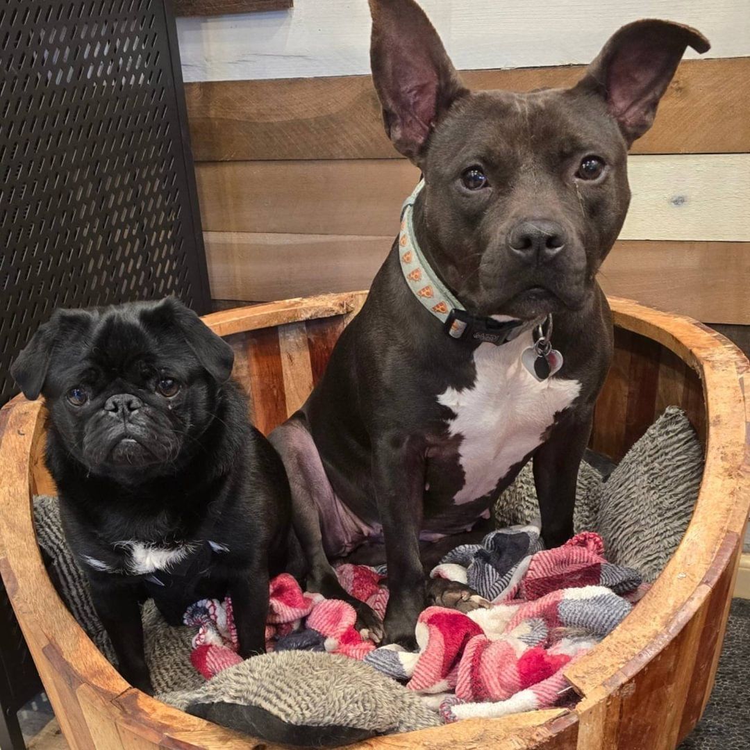 Two dogs are sitting in a wooden bucket with blankets — Groomery and Pet Spa in Miller Place, New York Two dogs are sitting in a wooden bucket with blankets