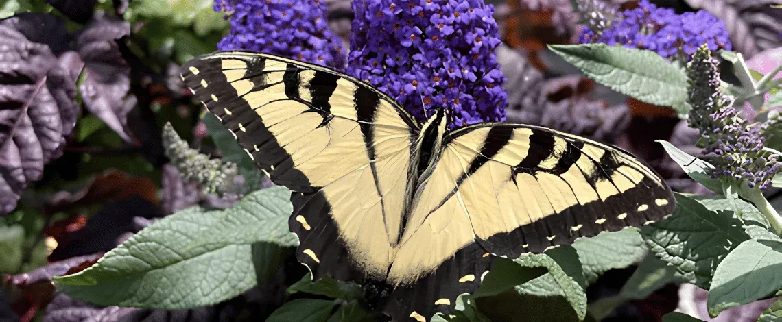 Beyond the Label: How Different Plant Types Impact Your Garden & Local Wildlife