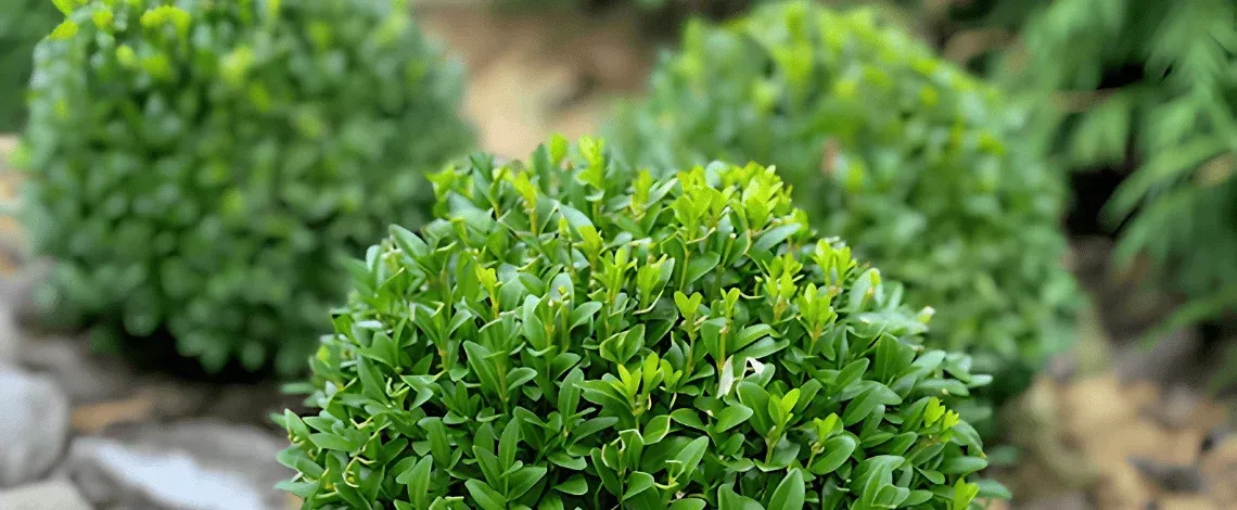 Bring Year-Round Color & Structure to Your Connecticut Landscape- Winter-Ready Evergreens That Thrive in Connecticut Winters