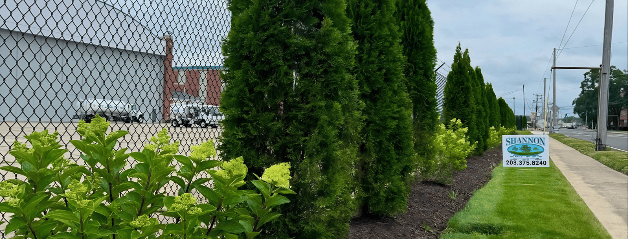 Commercial Privacy Planting Project at Stratford Airport, Stratford CT
