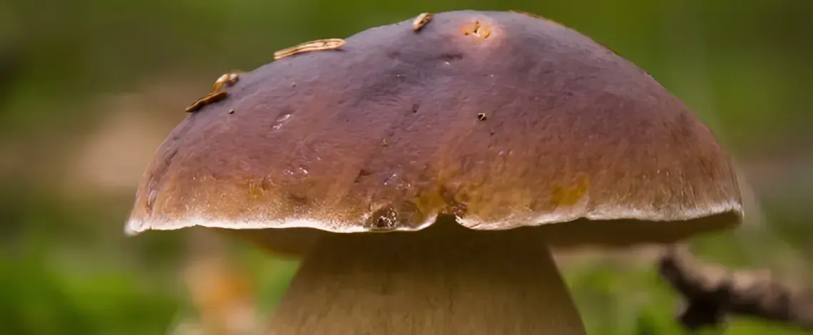 Fungus Among Us – Common Fungal Issues in CT You Should Know About