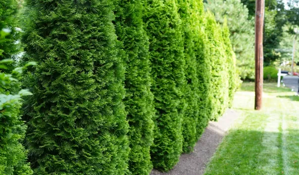 healthy trees and shrubs stratford ct