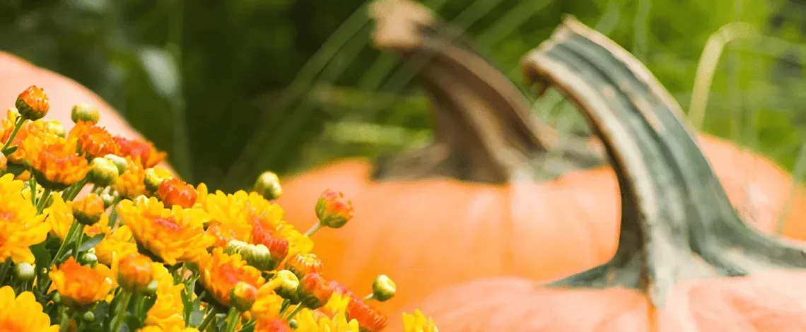 How to Bring Seasonal Interest to Your Landscape This Fall & Winter
