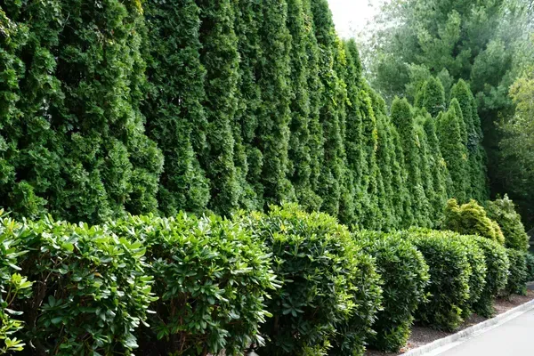 lawn care trumbull ct