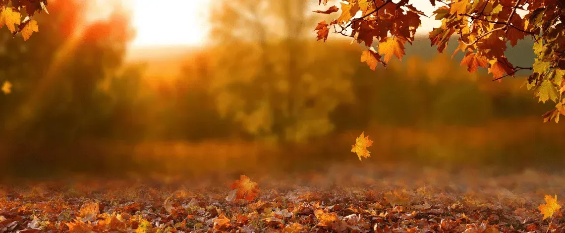 Nature’s Grand Finale: The Shocking Science Behind Falling & Color Changing Leaves