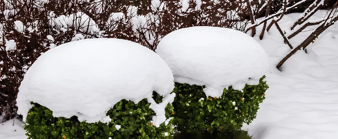 Preparing Your Garden for Winter – Essential Tips!