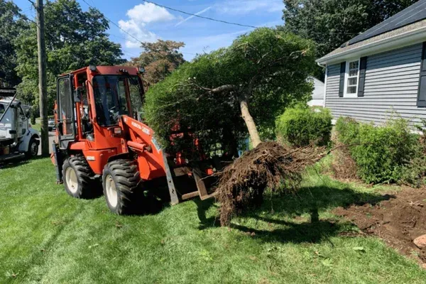 professional tree installation stratford ct