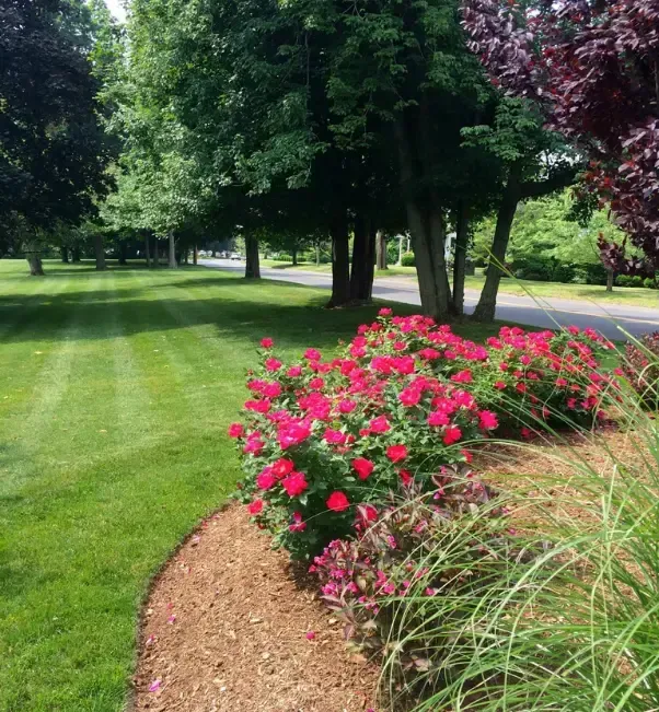 seasonal color planting in stratford ct