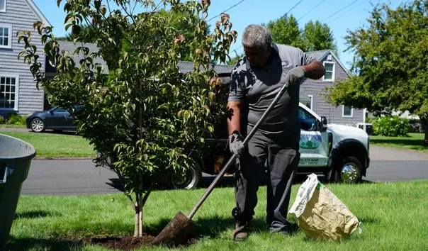 shade ornamental tree installation stratford ct
