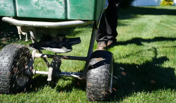 signs of grub damage lawn stratford ct