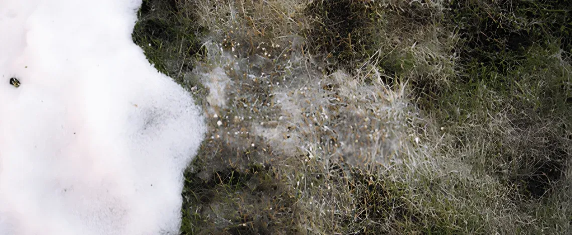 Snow Mold in Connecticut Lawns: What It Is and How to Fix It