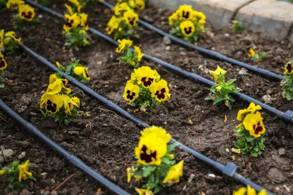 targeted drip irrigation installation stratford ct