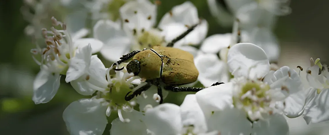 Pest Scouting and Garden Health