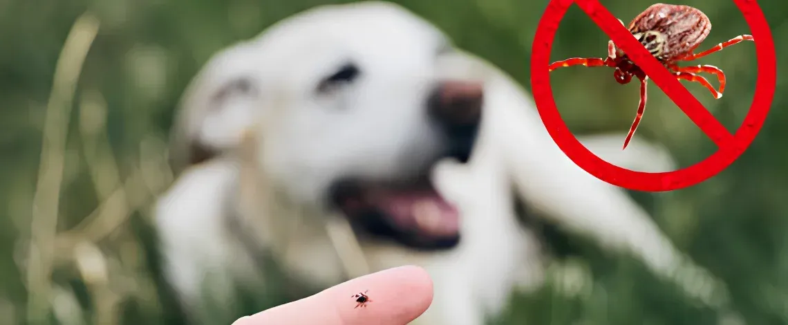 Why Plant Health Care And Tick Control Are Essential for Protecting Homes, Businesses, and Public Sp