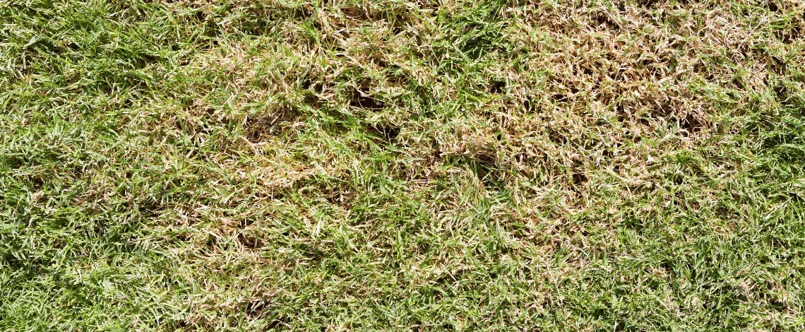 Why Your Lawn Is Brown After Winter in Connecticut (And What to Do About It)