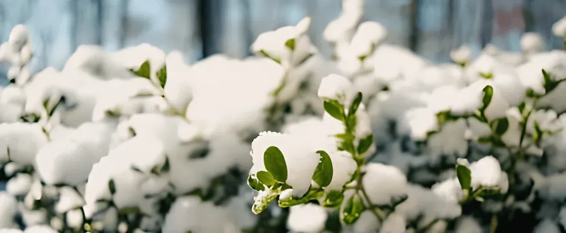 Winter Pruning in Connecticut: Why It Sets Your Landscape Up for Spring Success