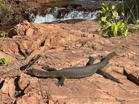 Black Monitor Lizard Sunning on Red Rocks Near a Small Waterfall — Litchfield VIP Tours In Darwin City, NT