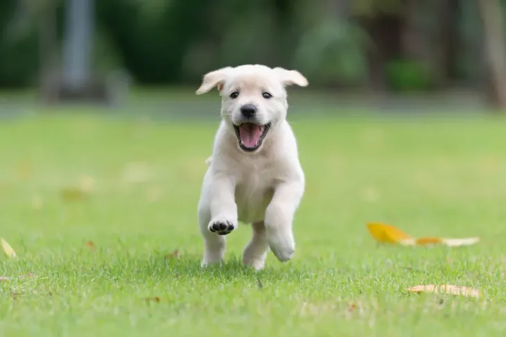 Um cachorrinho está correndo na grama com a boca aberta - pousada-recanto-caxando
