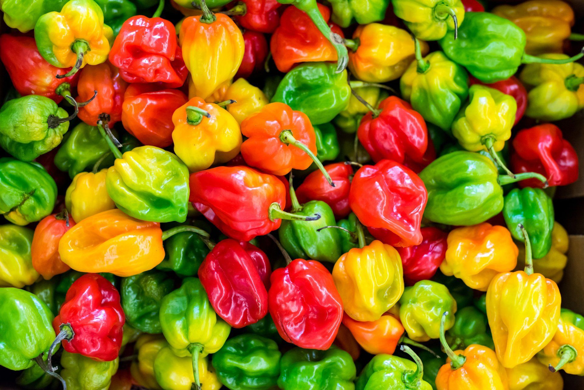 a bunch of colorful peppers are sitting on top of each other on a table . a bunch of colorful peppers are sitting on top of each other on a table .