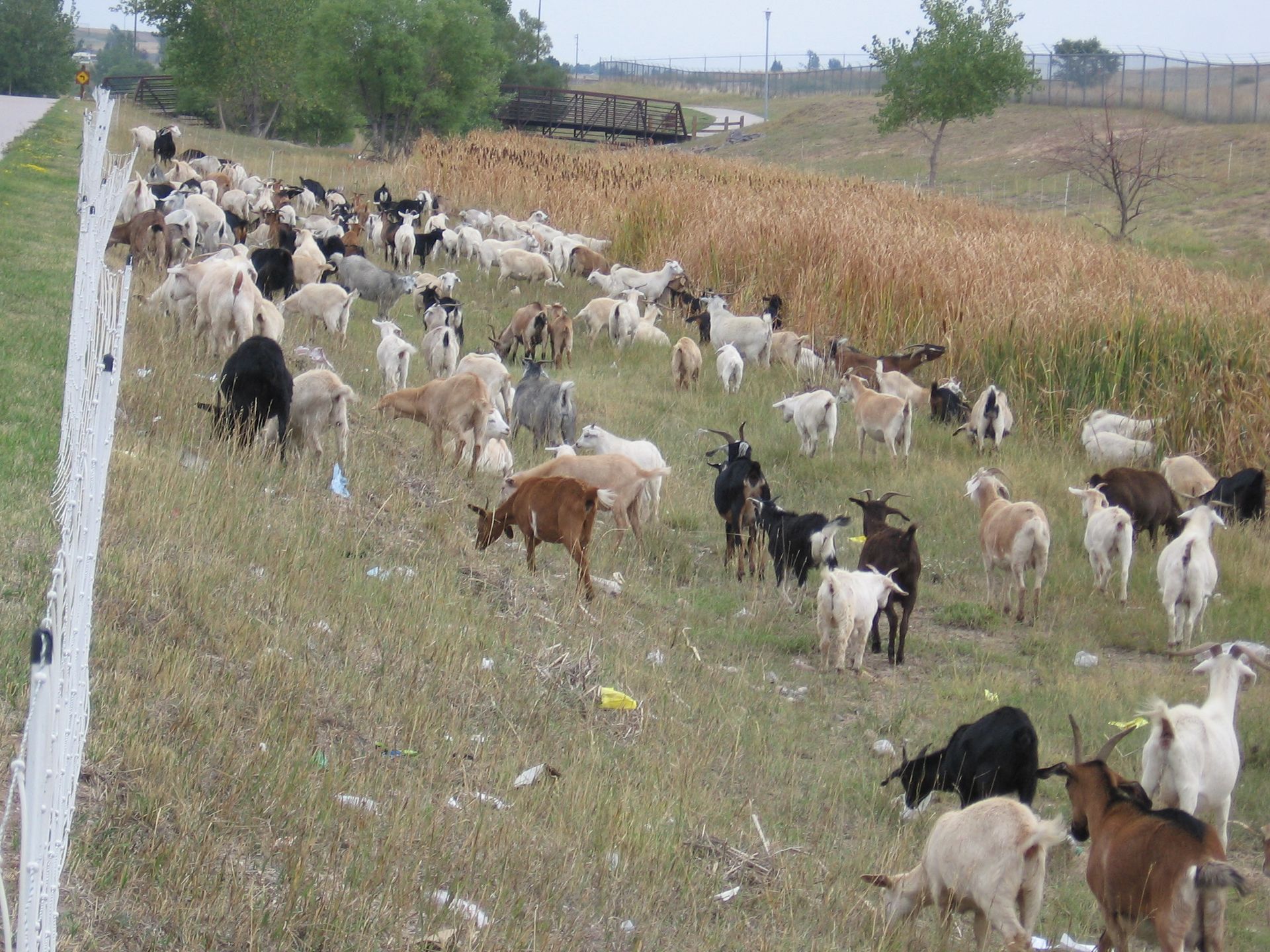 A large herd of goats grazing on a grassy hillside next to a fence and a road.