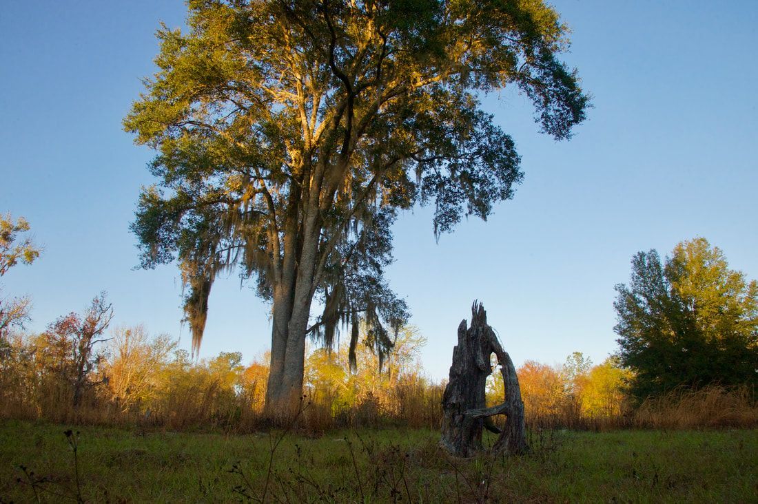 section-image