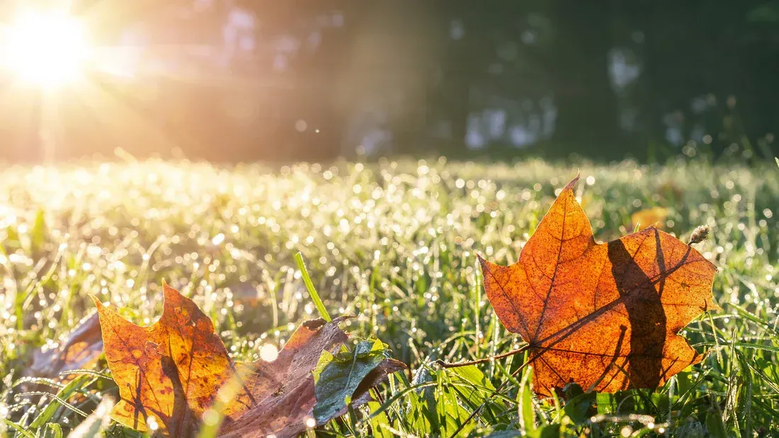 Fall Lawn Care Tips
