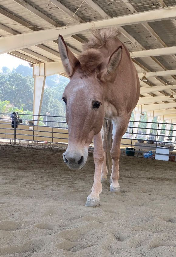 Light brown horse standing in a sandy covered arena, facing the camera.