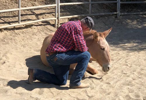 Person in a red plaid shirt kneels beside a small donkey lying on sandy ground near a wooden fence.
