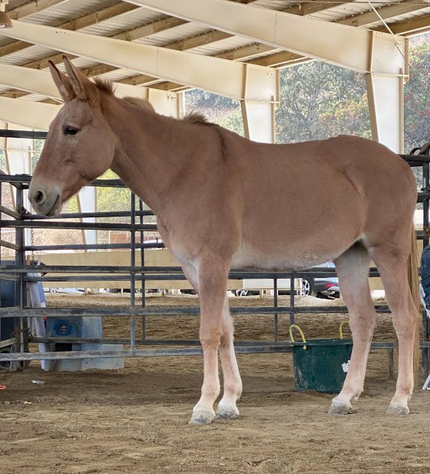 Light brown horse standing in a covered stable area, with black fencing and a green bucket nearby.