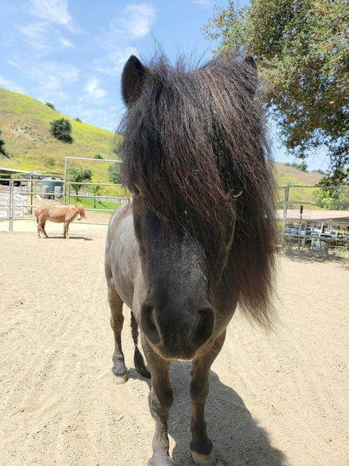 Black horse with shaggy mane standing on a sandy ranch path, with a tan horse in the background.