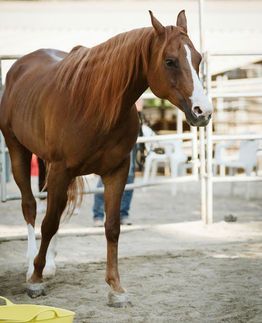 Chestnut horse with a white blaze standing in a stable aisle, facing right.