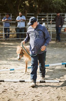 Person leading a small horse over a ground pole in an outdoor training arena